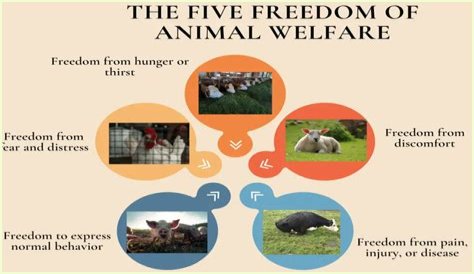 What are some examples of animal welfare?