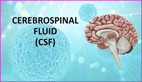 What is the cerebrospinal fluid composed of?