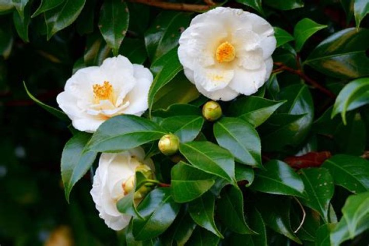 Are camellias trees or bushes