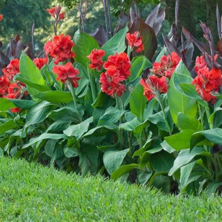 Are canna lilies Hardy UK