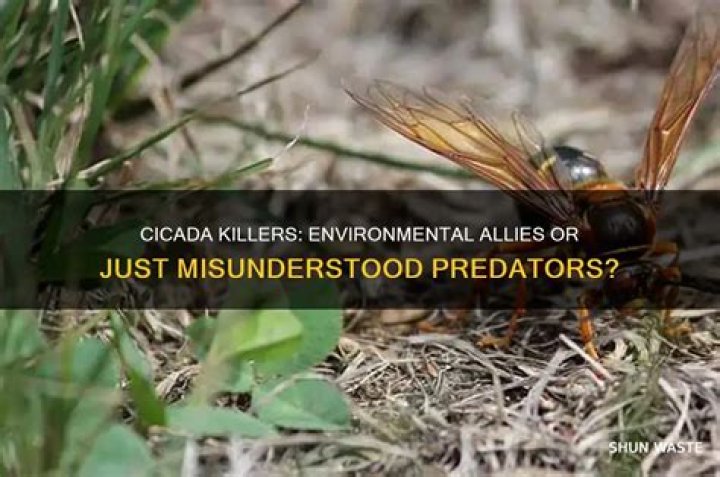 Are cicada killers good