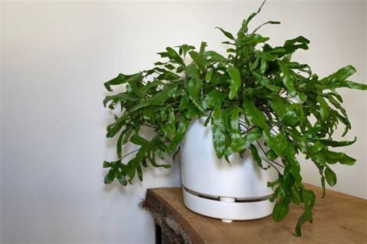 Are ferns easy to grow indoors