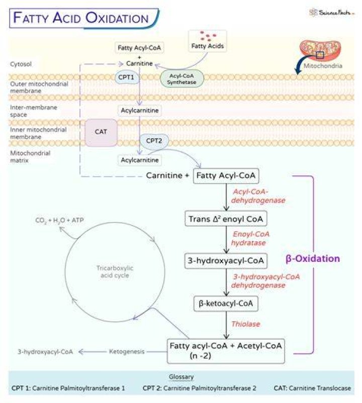 Are lipolysis and beta oxidation the same