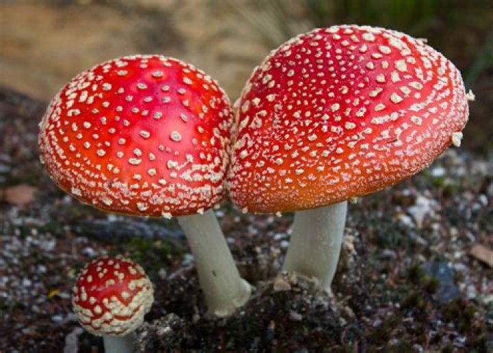 Are mushrooms fungi