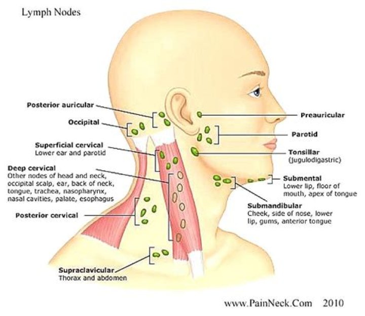 Are there lymph nodes on your head