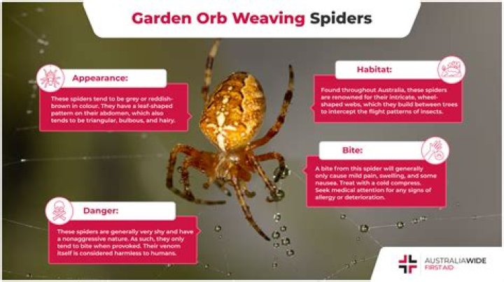 Are UK garden spiders poisonous