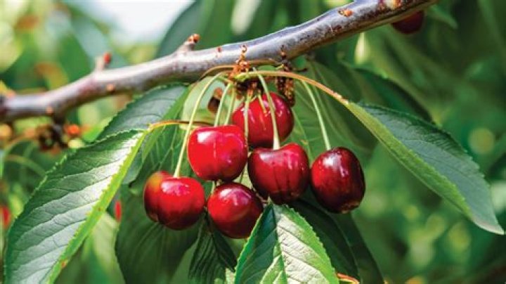 Can Bing cherries grow in Missouri