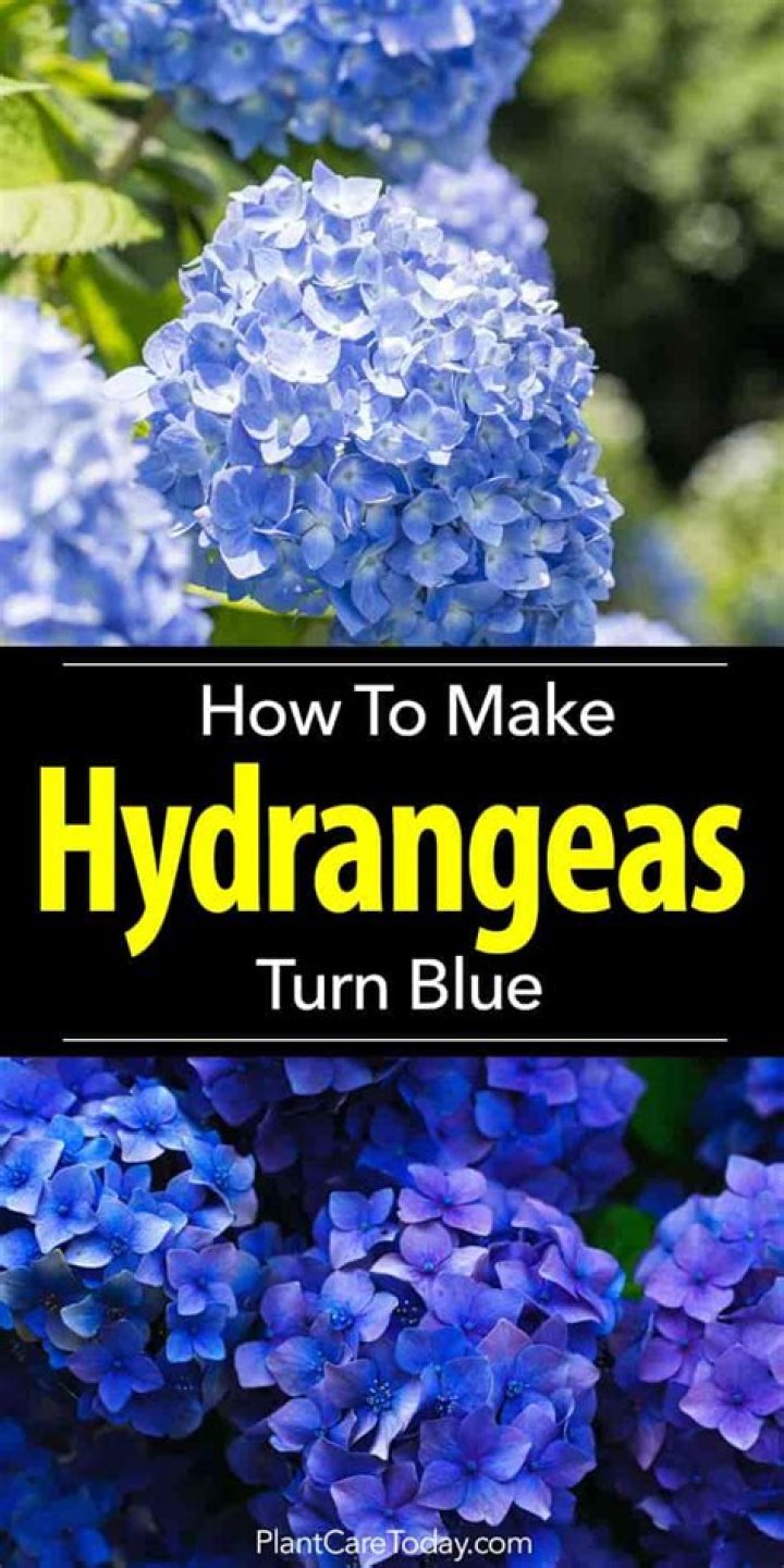 Can blue hydrangeas turn white