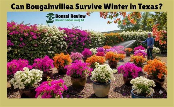 Can Bougainvillea grow in Canada