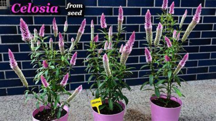 Can celosia be an indoor plant