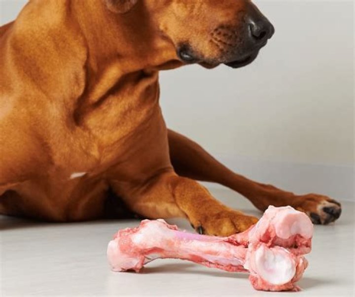 Can dogs eat chicken backs