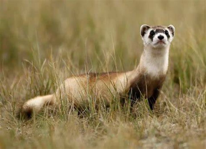 Can ferrets live outside