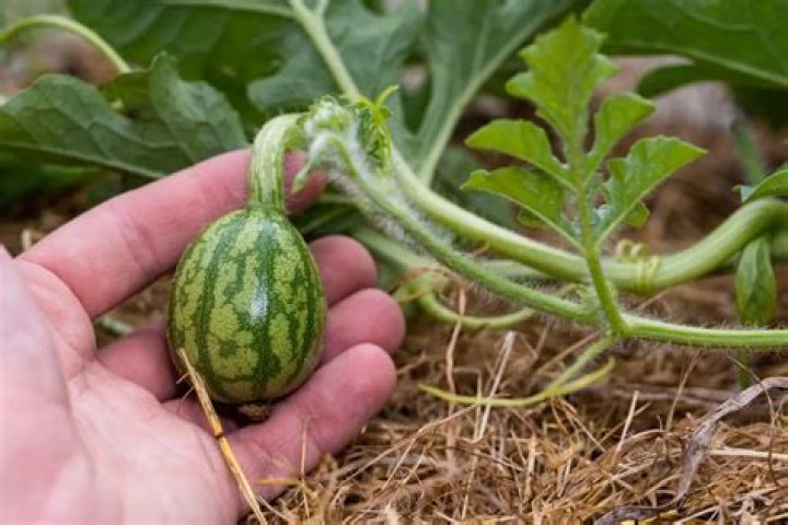 Can I plant watermelon and squash together