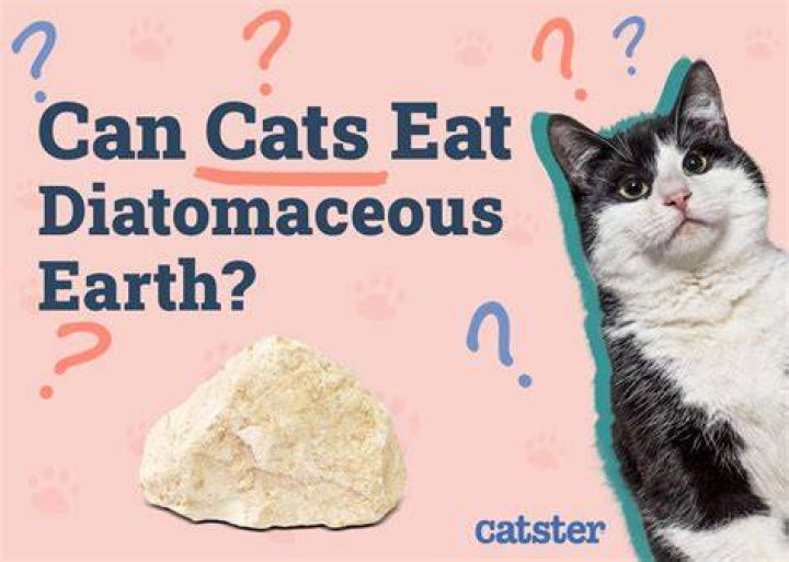 Can I put diatomaceous earth on my kitten