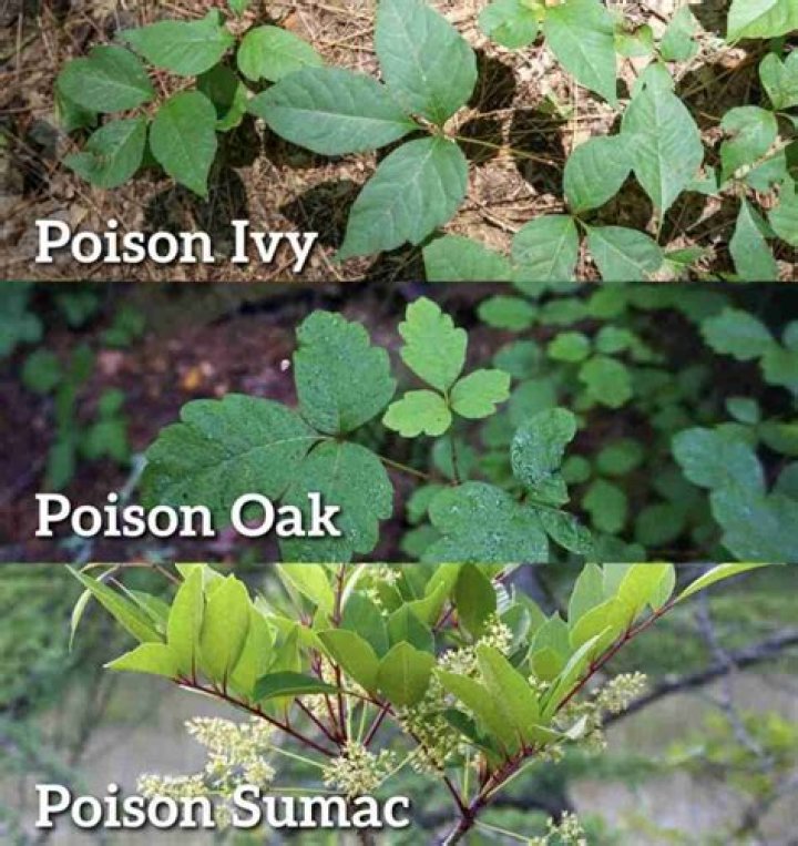 Can poison oak give you a fever