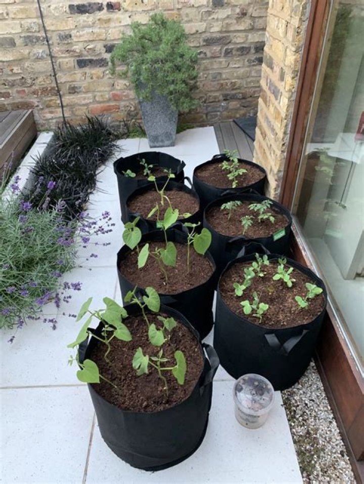 Can you grow beans in grow bags