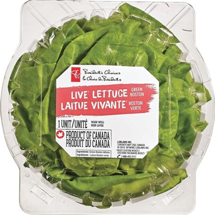 Can you grow living lettuce