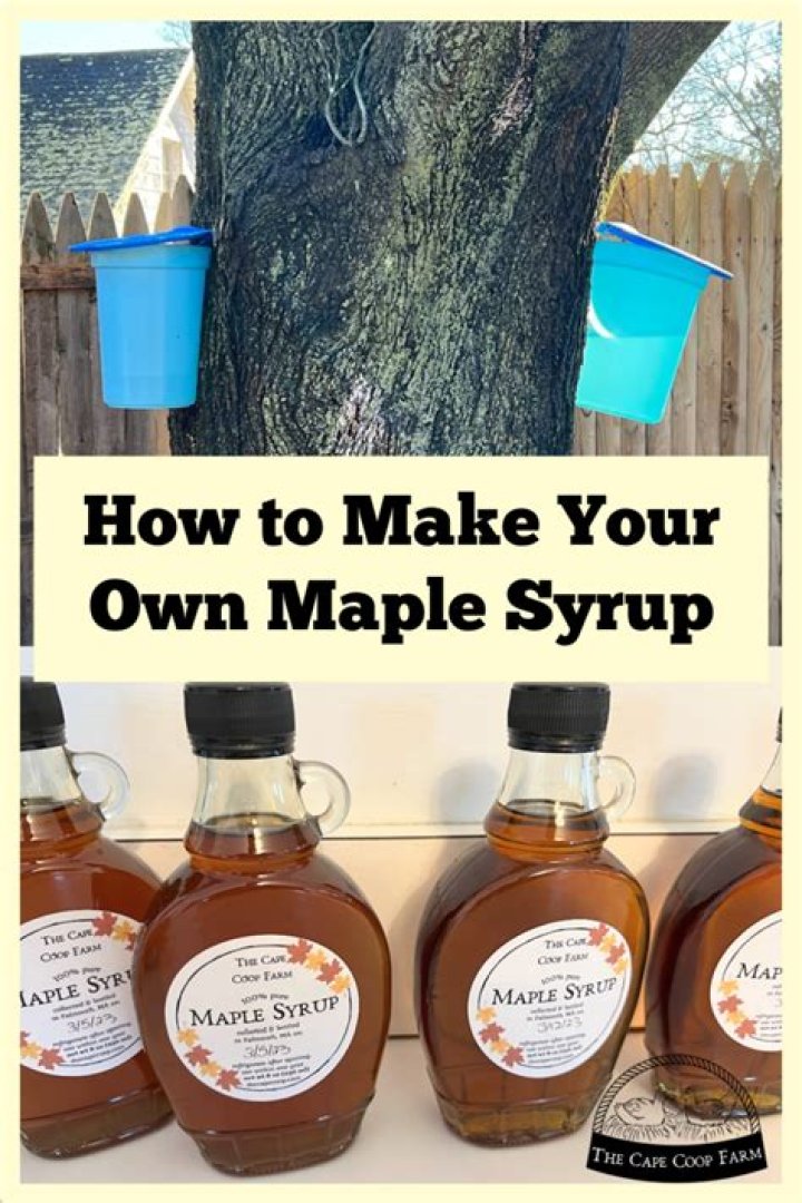 Can you make maple syrup in North Carolina
