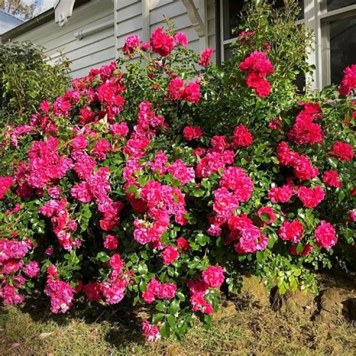 Can you plant rosier miniature roses outside