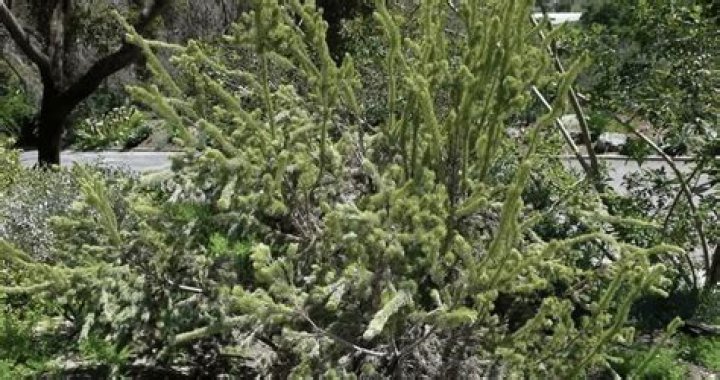 Can you propagate woolly bush