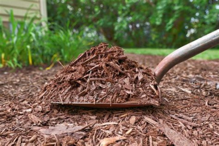 Can you use mulch on tomato plants