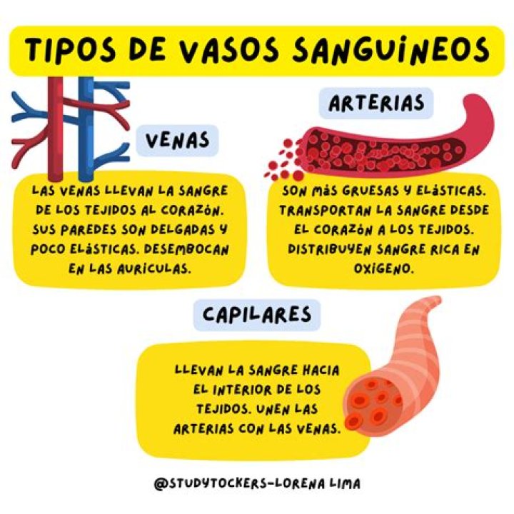¿Cuál es la longitud de los vasos sanguineos del cuerpo humano