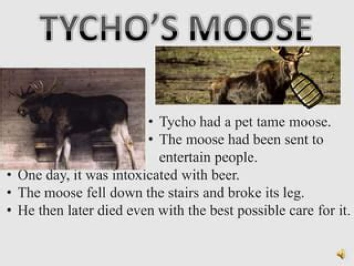 Did Tycho Brahe have a pet moose