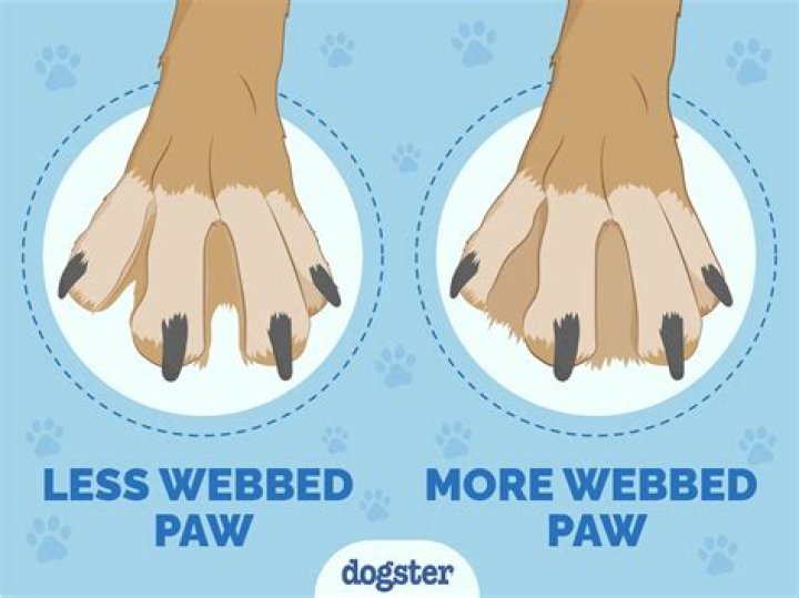 Do dogs like their snouts rubbed