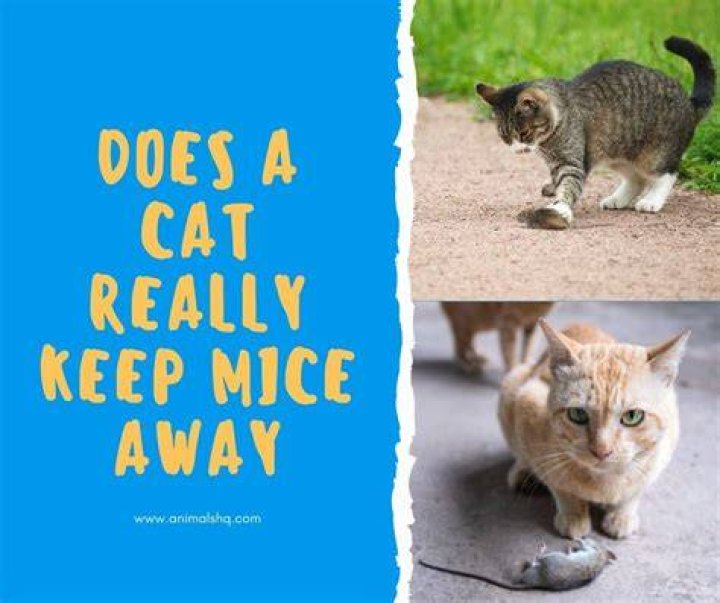 Do Sphynx cats catch mice