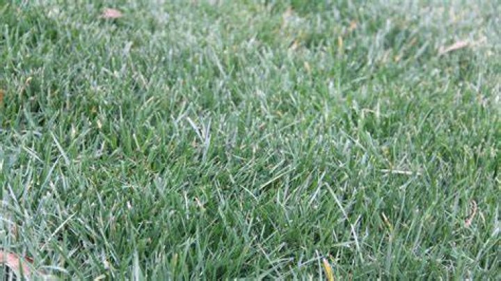 Does fescue germinate in spring