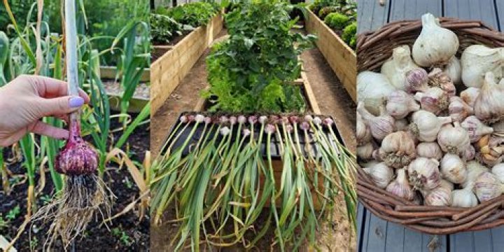 Does garlic need to be planted in full sun