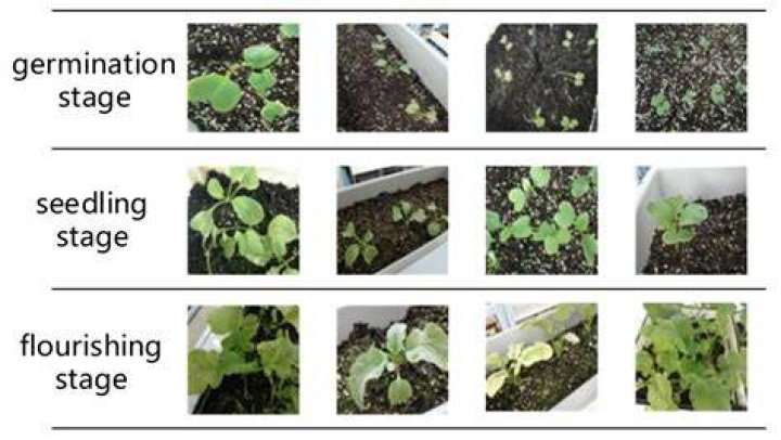 Does salt negatively affect the rate of radish seed germination