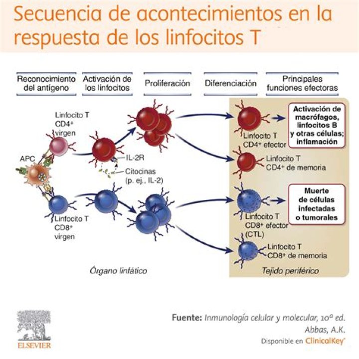 ¿Dónde ocurre la maduracion de los linfocitos B