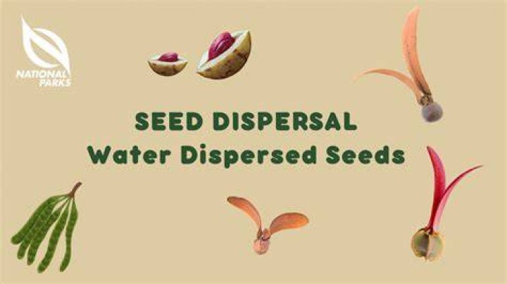 How are coco de mer seeds dispersed