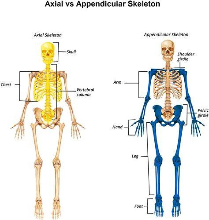 How are the pectoral girdles of the appendicular skeleton attached to the axial skeleton