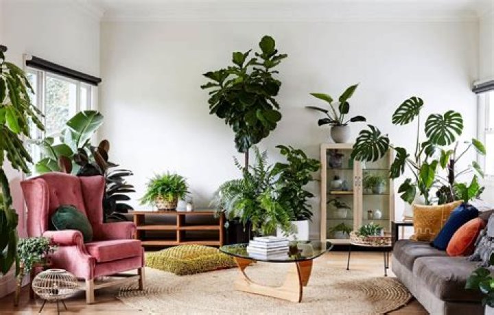 How can I get more light in my plants room