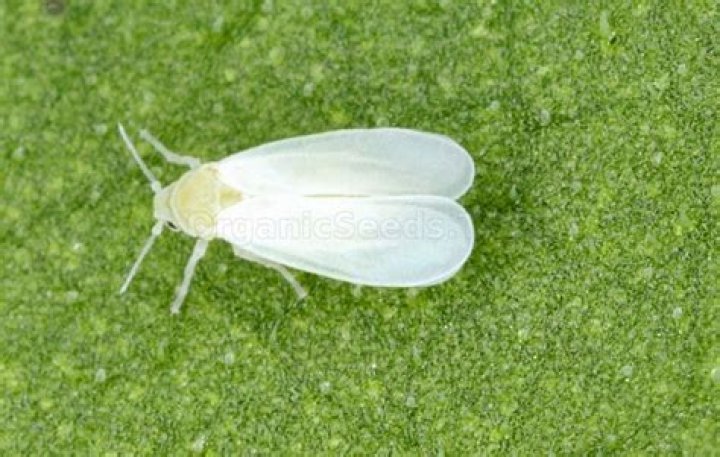 How did the silverleaf whitefly get to the United States