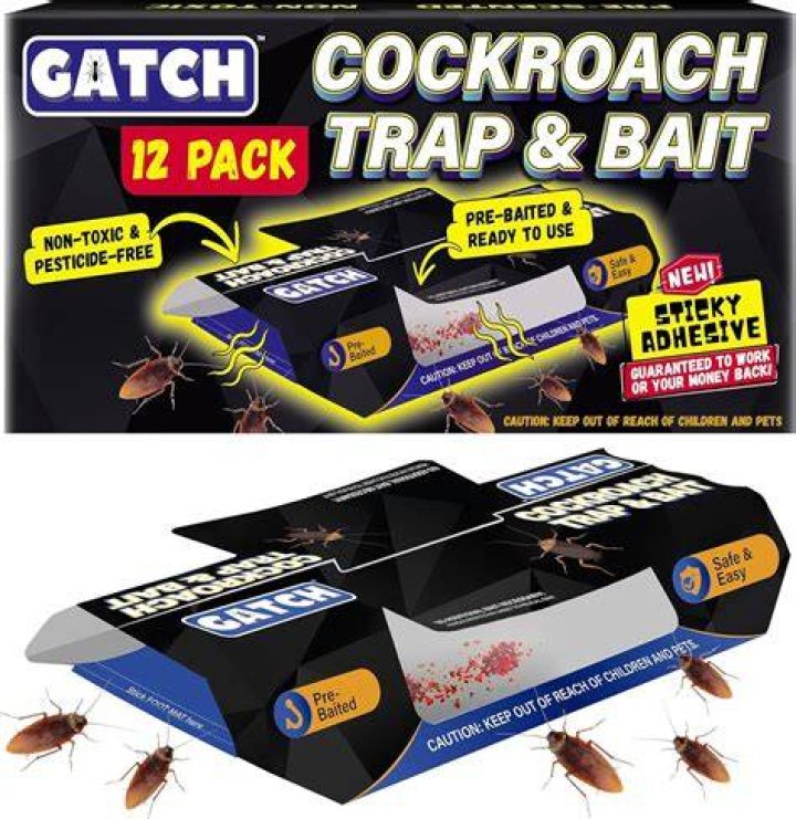 How do I get rid of roaches in my patio