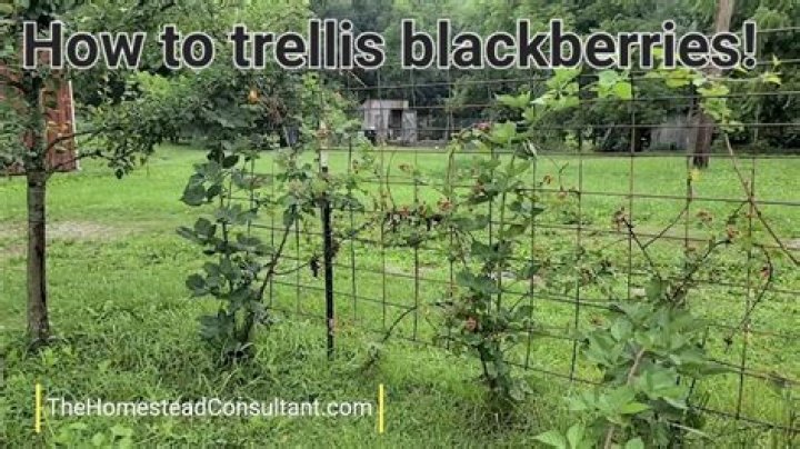 How do I protect my blackberry bushes