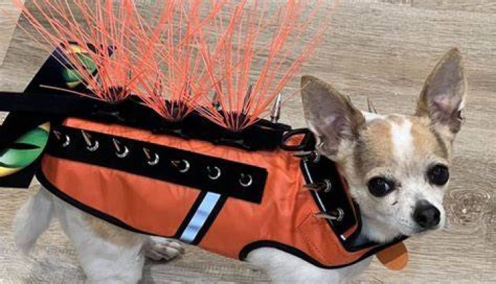How do I protect my small dog from birds of prey