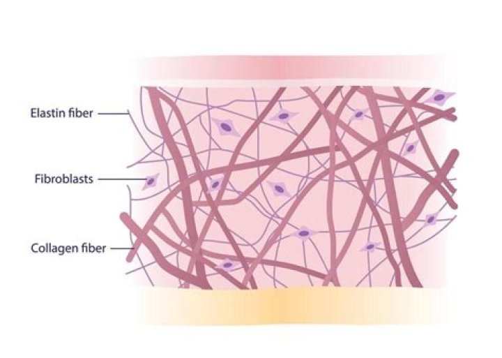 How do I replenish elastin on my skin