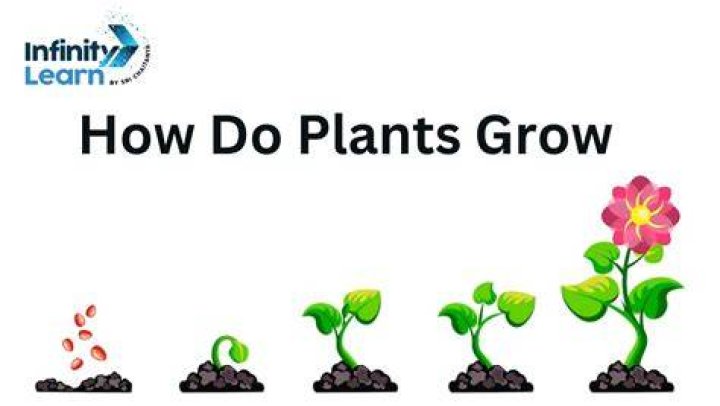 How do plants grow