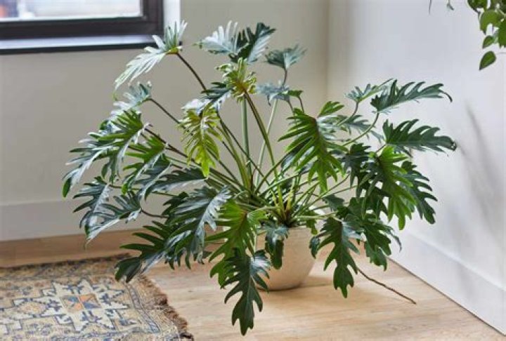 How do you care for a philodendron house plant