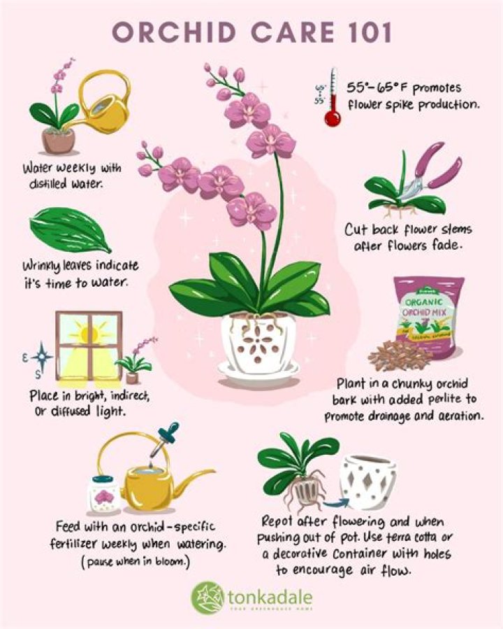 How do you care for an allium plant