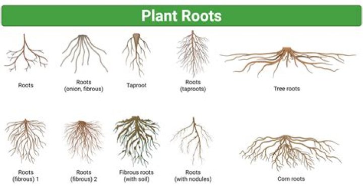 How do you get the roots out of a pot