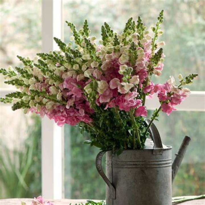 How do you grow a string of hearts plant