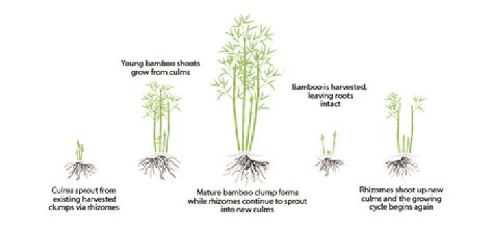 How do you grow Buddha bamboo