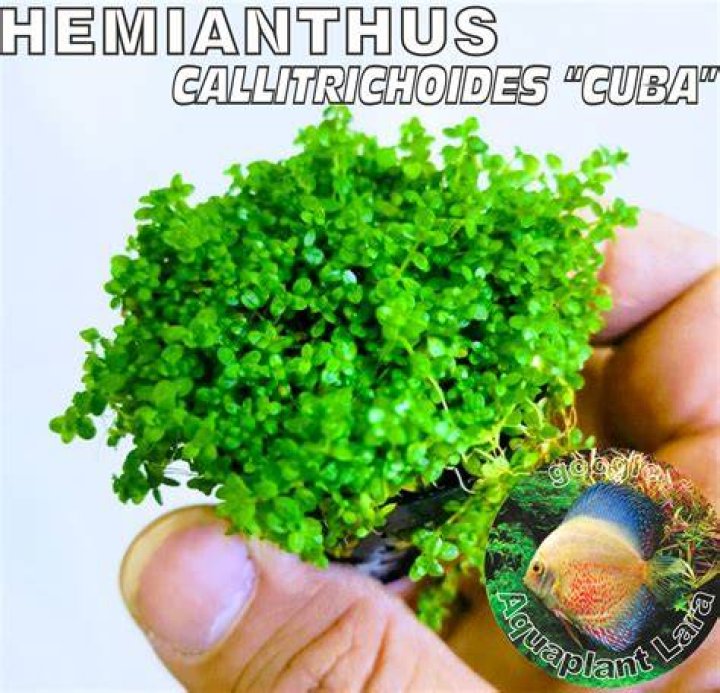 How do you grow Hemianthus Callitrichoides
