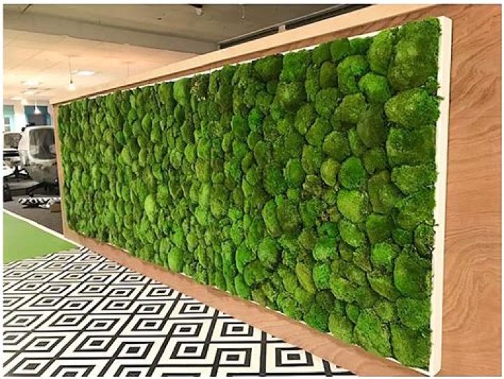 How do you grow moss walls indoors