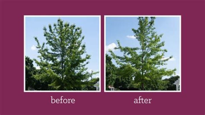 How do you keep tree sap off after pruning